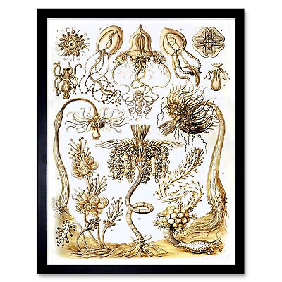 #ad 6Th Plate Ernst Haeckel Kunstformen Der Natur Tubulariae 12X16 Inch Framed Print $34.99