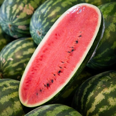 #ad 12 CONGO Watermelon Seeds Large NON GMO HEIRLOOM ORGANIC RARE $2.88