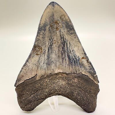 #ad High Quality GORGEOUS colors Serrated 4.49quot; Fossil MEGALODON Shark Tooth USA $299.00