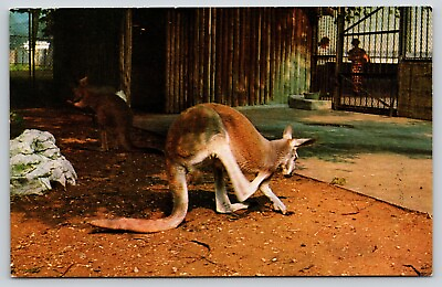 #ad Postcard Red Kangaroo at the Zoo Macropus rufus Marsupial $4.99