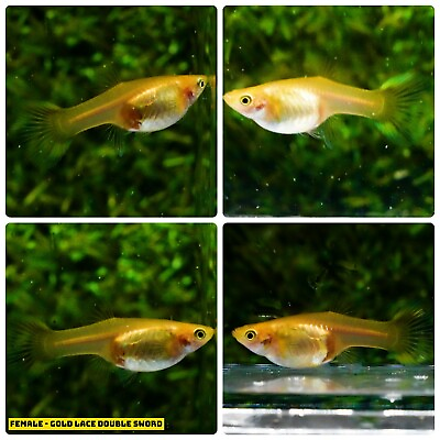 #ad X2 FEMALE Live Aquarium Guppy Fish High Quality Gold Lace Double Sword $33.94