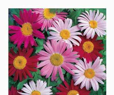 #ad daisy PAINTED GIANT Robinsons PERNL PYRETHRUM 33 seeds GroCo BUY 10=SHIPS FREE $1.50