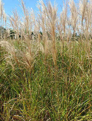 #ad Graziella Maiden Grass 3 bareroot plants $13.37