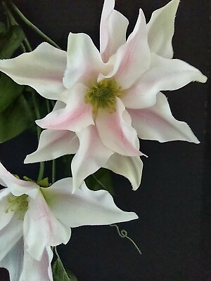 #ad Strikingly colorful CASCADING Clematis Artificial stem CREAM MAUVE PINK STRIPE $10.25