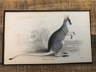 #ad William Lizars Engraving MACROPUS PARRYI 6x4 The Naturalists Library $60.00