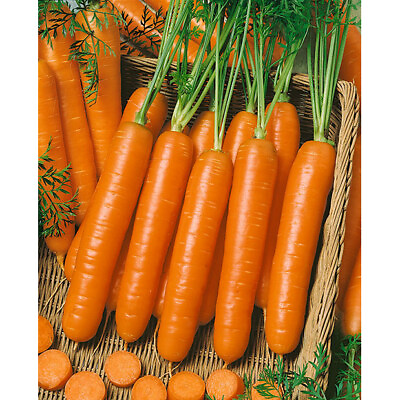 #ad Carrot Seeds: Little Fingers Carrot Seeds Fresh Seeds FREE Shipping $7.69