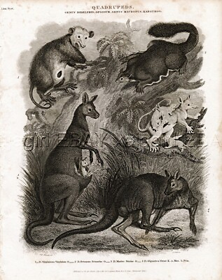 #ad MARSUPIAL Kangaroo Opossum Flying Squirrel Antique 1820 Steel Engraving Print $29.95