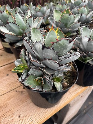 Agave Titanota black and blue 8quot; $50.00