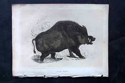 #ad Morris 1856 Antique Print. Wild Boar GBP 16.00