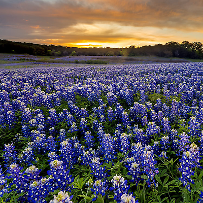 Texas Bluebonnet Seed 500 Seeds 5 x 3 x 0.2 inches $12.30