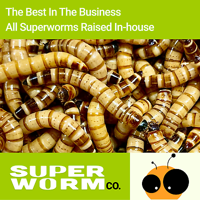 Live Superworms 50 2000 counts 4 different sizes $15.49