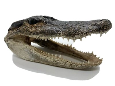 #ad Genuine Taxidermy Alligator Heads 5 to 7 Inch $16.55