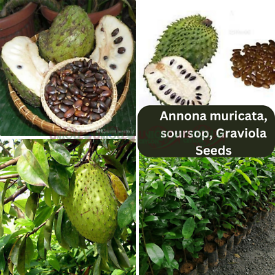 #ad Soursop 300 Seeds Annona muricata Guanabana Graviola Fruit Seeds ceylon $5.89
