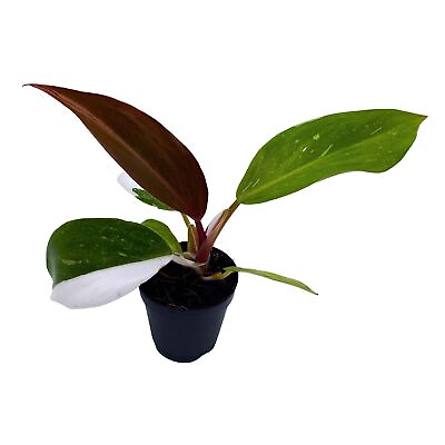 #ad Philodendron White Princess Philodendron Erubescens Hybrid in 2 inch Pot $24.99