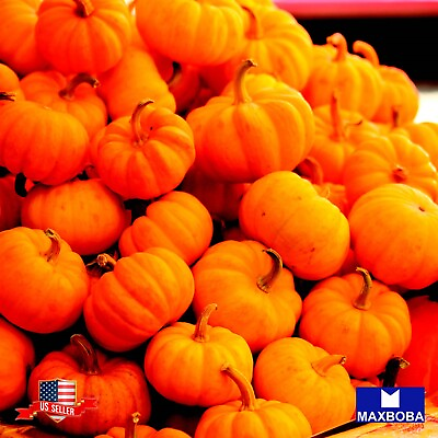 #ad Pumpkin Seeds Jack Be Little Non GMO Heirloom Vegetable Garden Fresh $2.29