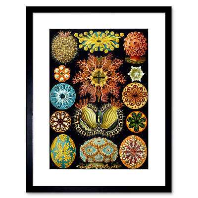 #ad Colour Plate Ernst Haeckel Kunstformen Der Natur Framed Wall Art Print $23.49