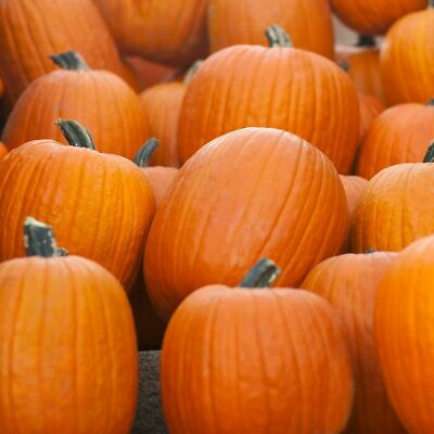 #ad Jack O Lantern Pumpkin Seeds Carving Pumpkin 10 20 LBS Free Shipping 1076 $2.39