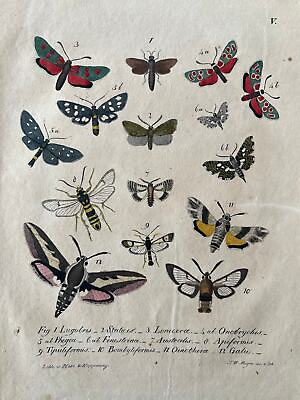 #ad 1830 BUTTERFLY antique print from 1837. Bugs illustrations. Insect Print. $42.90