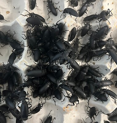 #ad 30 Live Superworm Beetles zophobas morio $26.99