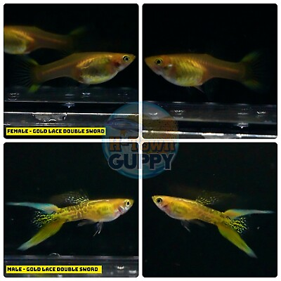 #ad 1 TRIO Live Aquarium Guppy Fish High Quality GOLD LACE DOUBLE SWORD $37.15