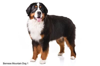 #ad LARGE SIZED CAR DECALS BERNESE MOUNTAIN DOG $13.50