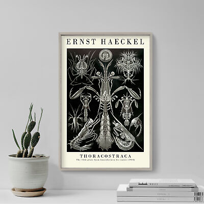 #ad Ernst Haeckel Thoracostraca 1904 Gallery Poster Art Print Painting Gift $5.50