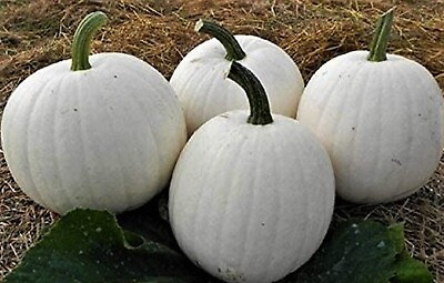 #ad Casper White Pumpkin Seeds 5 SEEDS NON GMO BUY 4 ITEMS FREE SHIPPING $0.99