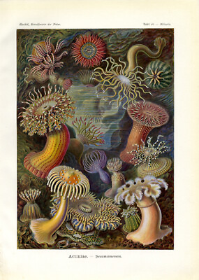 #ad 1904 Ernst Haeckel Sea Anenome Print 8 1 2quot; x 11quot; Reproduction for Framing $9.99