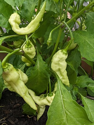 25 White Ghost mixed shape pepper Seeds. $3.49