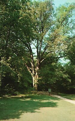 #ad Ancient White Oak Tree Sole Survivor Lincoln#x27;s Birthplace KY Vintage Postcard $8.05
