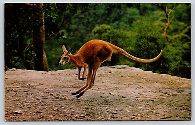 #ad Postcard Red Kangaroo Jumping Hopping Macropus rufus Marsupial $4.99