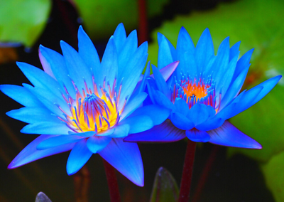 20 Blue Lotus Seeds Egyptian lotus Nymphaea caerulea germination seeds $8.00