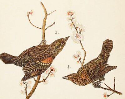 #ad Audubon Bird Print 1890 Antique Original Lithograph 6X9 RED WINGED BLACK BIRD $10.50