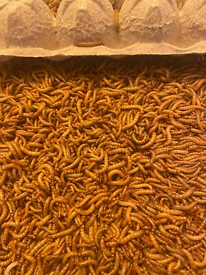 Live Mealworms Medium amp; Large Nutritious Live Meal Worms 1000ct $13.99