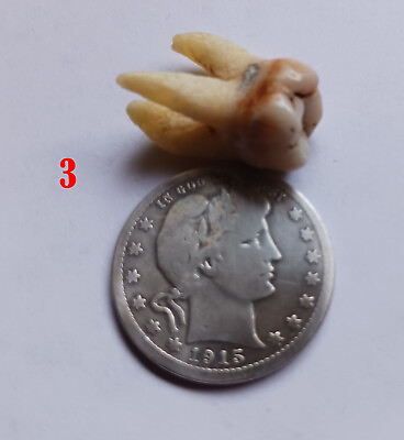 #ad RARE Antique HUMAN Tooth Teeth MOLAR w ROOTS *I Teeth Bicuspids Available #3 $39.50