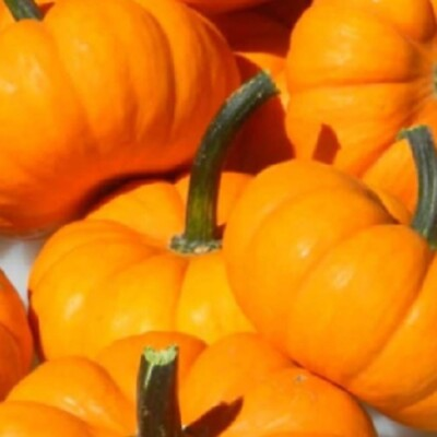 #ad Jack Be Little Pumpkin Seeds NON GMO Heirloom Fresh Garden Seeds $4.00