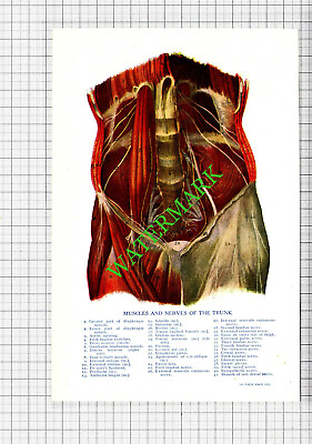 #ad TRUNK MUSCLES NERVES Small Antique Human Body Medical Print c.1915 GBP 8.75