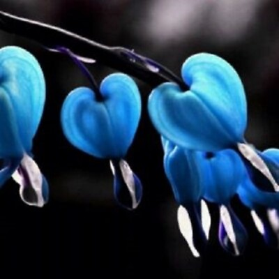 #ad 25 Blue Bleeding Heart Seeds Flowers Perennial Flower Seed 221 US SELLER $4.63