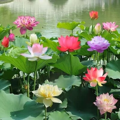 #ad 20 Bonsai Bowl Lotus Seeds Mixed Color Water Lily Flower Plant Precut Fin $12.49