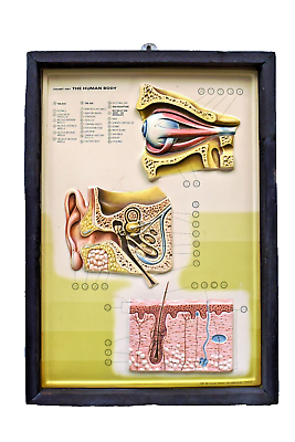 #ad Antique Human Body Anatomy Chart Anatomical Raised Nova Rico Florence Italy quot;2 $399.00