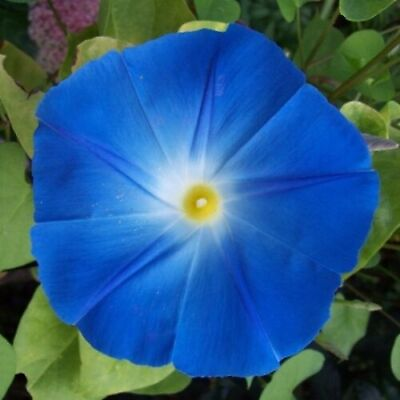 Heavenly Blue Morning Glory Seeds Non GMO Free Shipping Seed Store 1181 $29.89