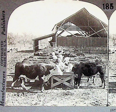 #ad Hereford Cattle Feeding Pen Manhattan Kansas Photograph Keystone Stereoview Card $11.96
