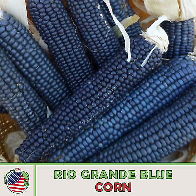 #ad 25 Rio Grande Blue Corn Seeds Heirloom Open Pollinated Non GMO Genuine USA $3.99