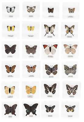 #ad #ad 12 Different Laminated Butterfly Collection Set B 110x110 mm Sheet Teaching Aid $45.00