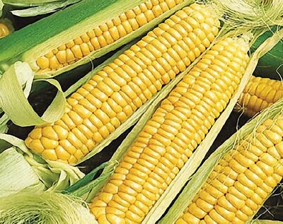 #ad 25 Early Golden Bantam Sweet Corn Seeds NON GMO Heirloom. #cornseeds $2.49