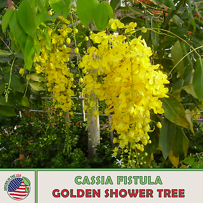 #ad 15 Golden Shower Tree Seeds Cassia fistula Medicinal Genuine USA $4.95