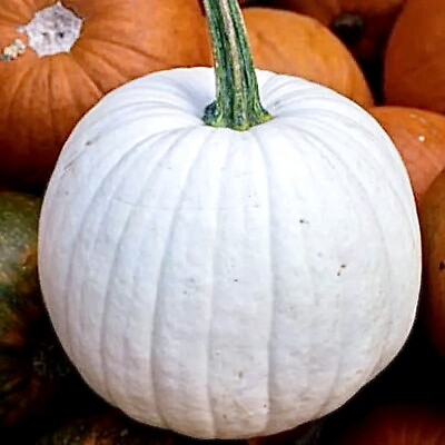 #ad Casper White Pumpkin Seeds 20 NON GMO RARE $3.76