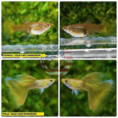#ad 1 TRIO Live Aquarium Guppy Fish High Quality Gold Lace Snake Skin $37.11