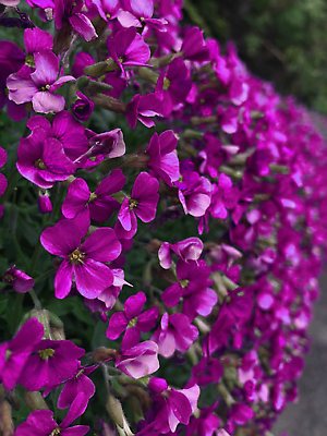 150 Rock Cress Seeds Aubrieta Cascading Purple Flowers Perennial Ground Cover $2.49