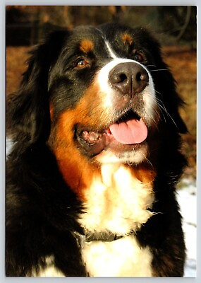 #ad Postcard Bernese Mountain Dog Breed Canis lupus familiaris $4.99